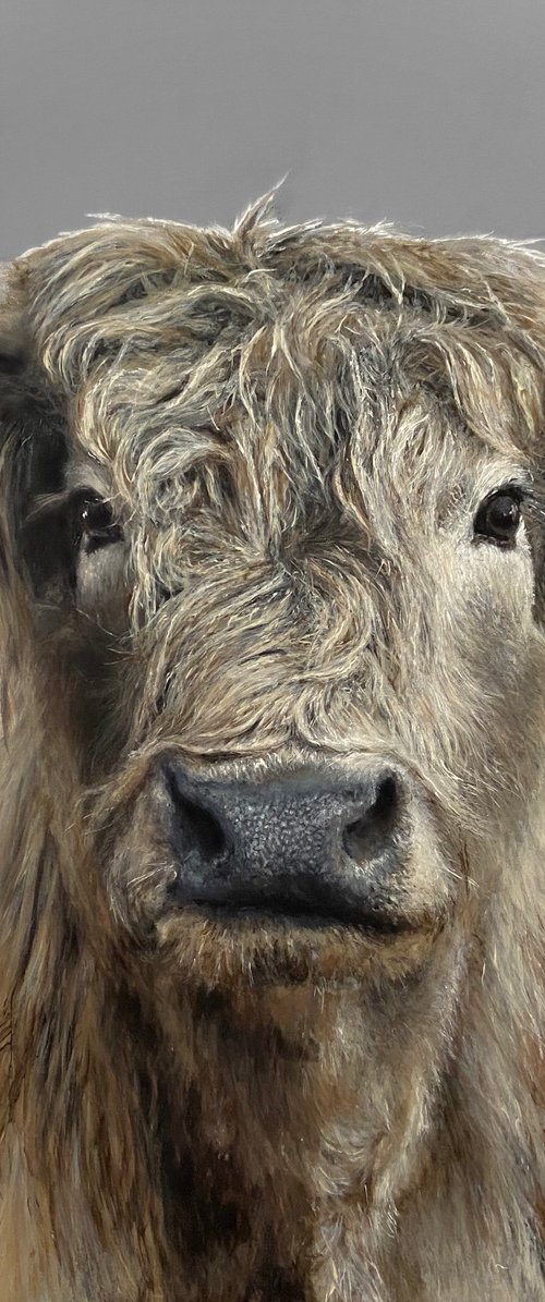 Highland cow on grey by Paul Hardern