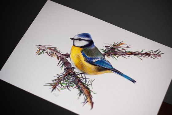 Birds Collection V