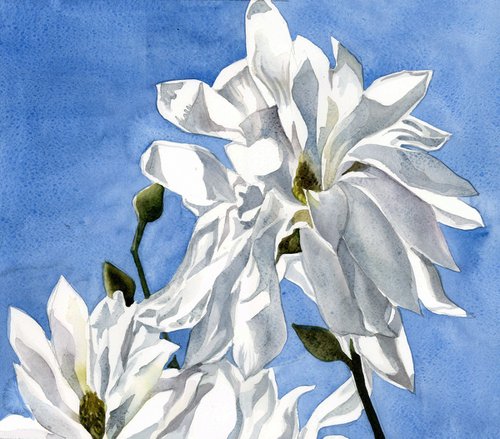 star magnolia watercolor floral by Alfred  Ng