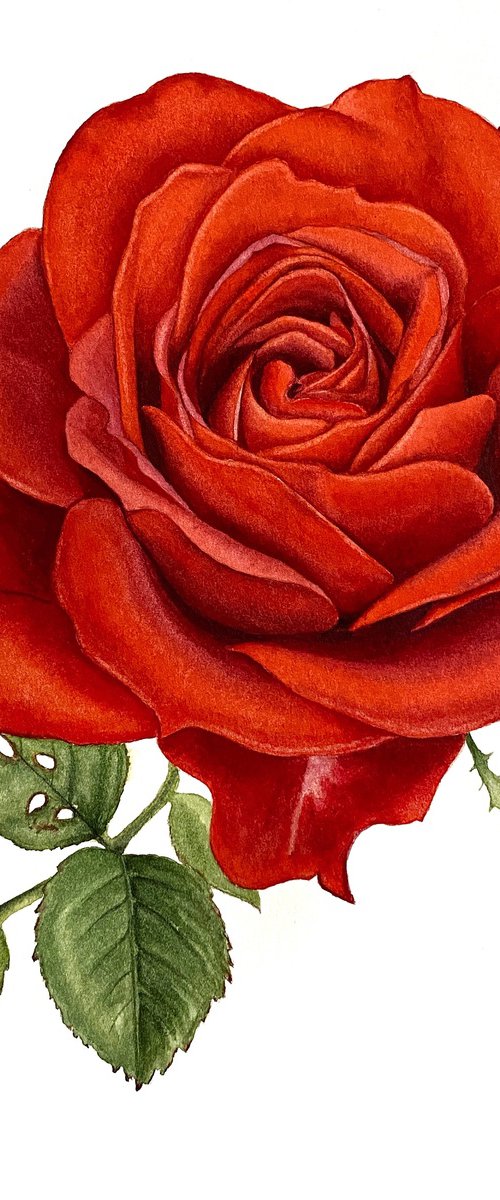 Red rose by Tina Shyfruk