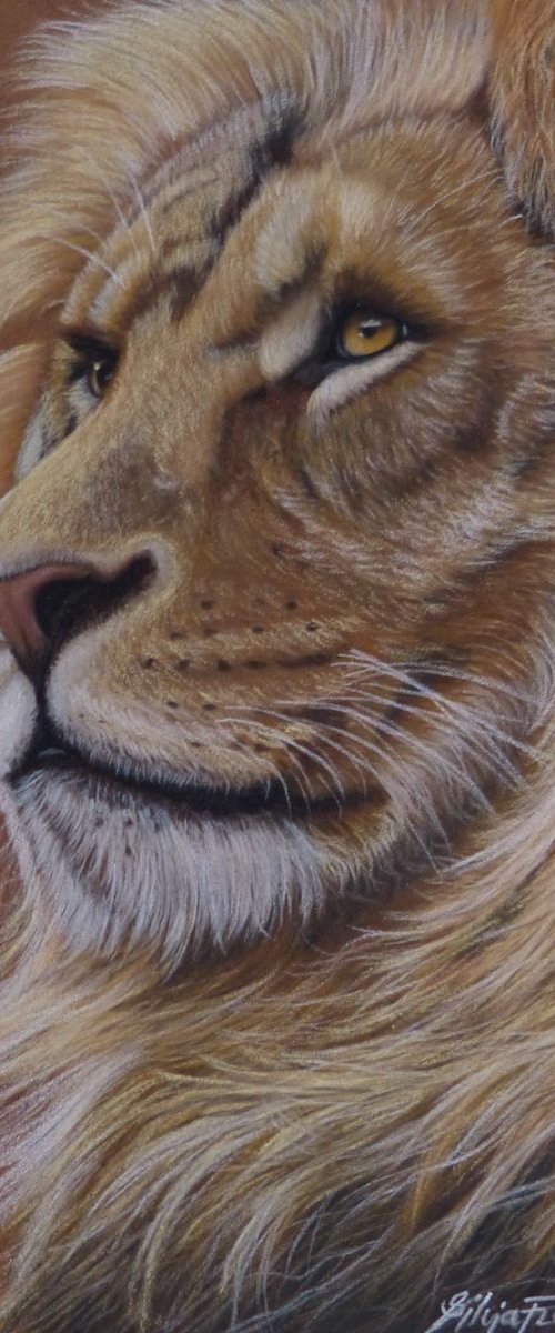 Lion I by Silvia Frei