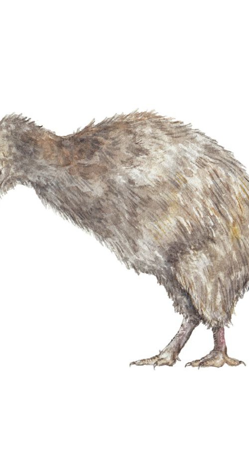 Kiwi Bird Original Watercolor by Lauren Rogoff
