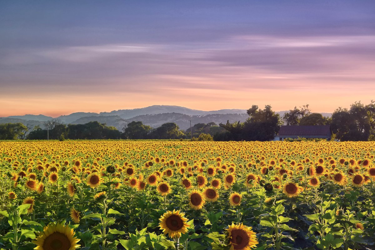 Sunflower Skies by Emily Kent
