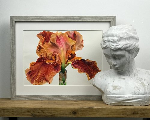 Orange Iris by Irsa Ervin