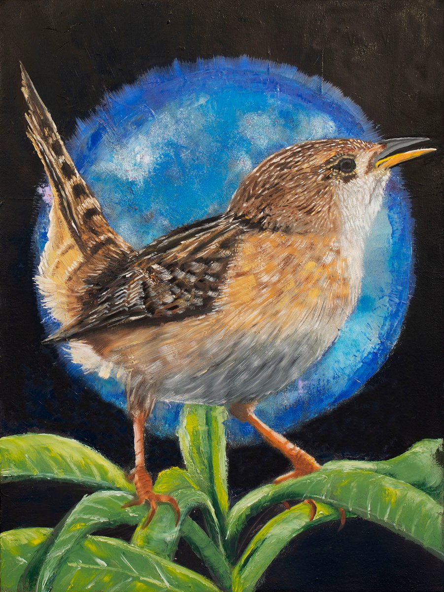 Sedge Wren by Rebeca Fuchs