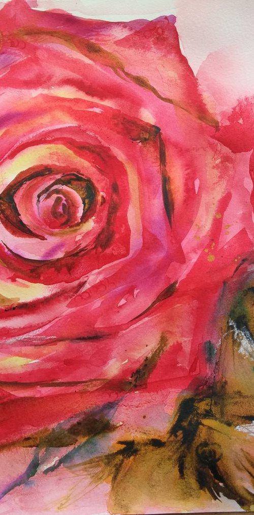 Red rose by Anjana Cawdell
