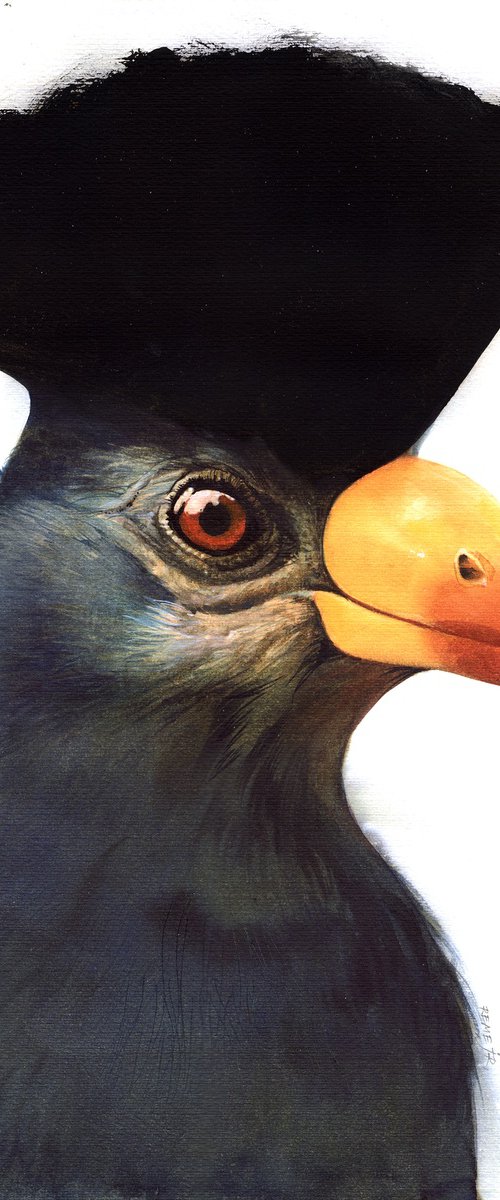 BIRD CCXXVIII - Great Blue Turaco by REME Jr.