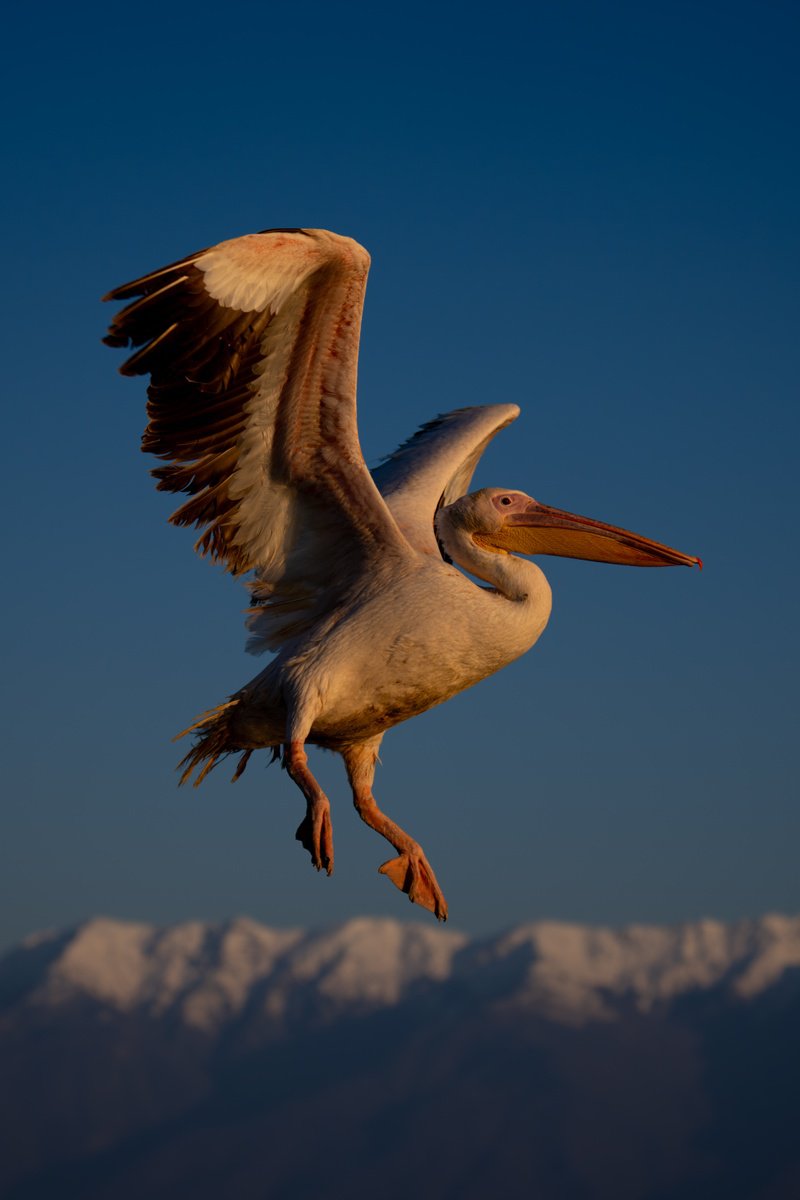 Photorealistic Animal Photograph By Nick Dale, 38 X 53", Golden Pelican, Original Artwork