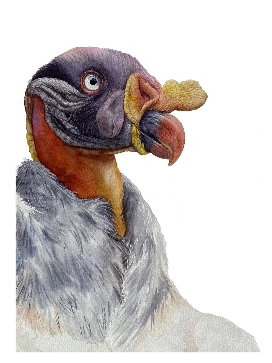 Photorealistic Animal Watercolour By Tetiana Savchenko, 11 X 15", King Vulture, Bird Portrait, Original Artwork