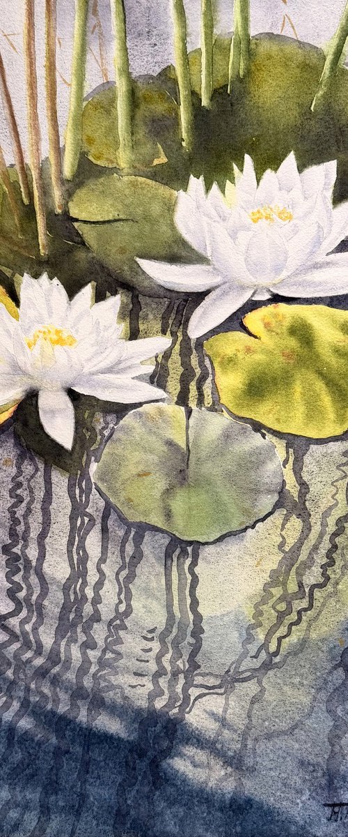 White water lilies \ Reflections by Natalia Butenko