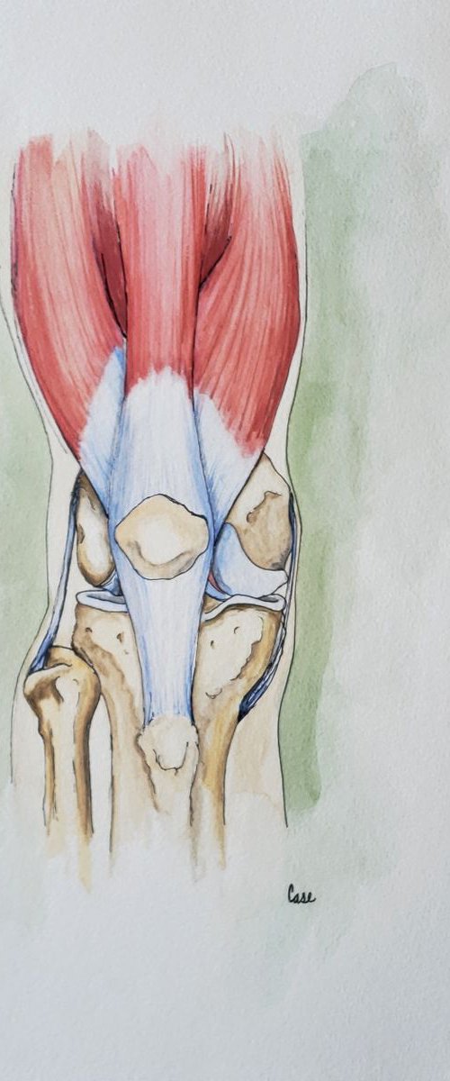 Anatomy - The Knee by Katrina Case