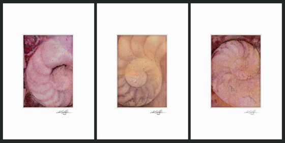 Nautilus Shell Collection 6 - 3 Small Matted paintings by Kathy Morton Stanion