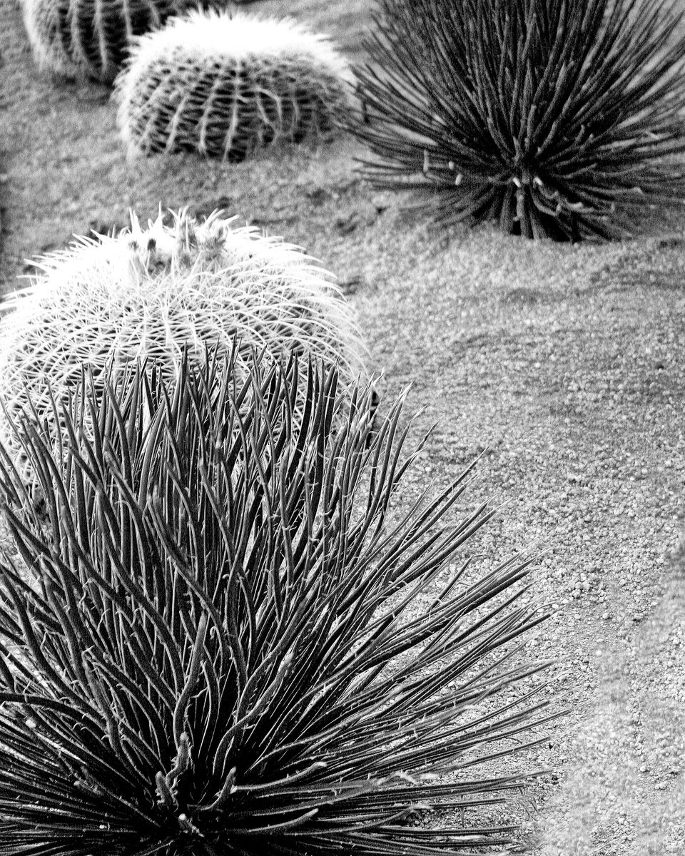 Photorealistic Photograph , The Cactus Patch Desert Hot Springs Ca By William Dey, 18 X 22, Artwork For Sale On Artfinder