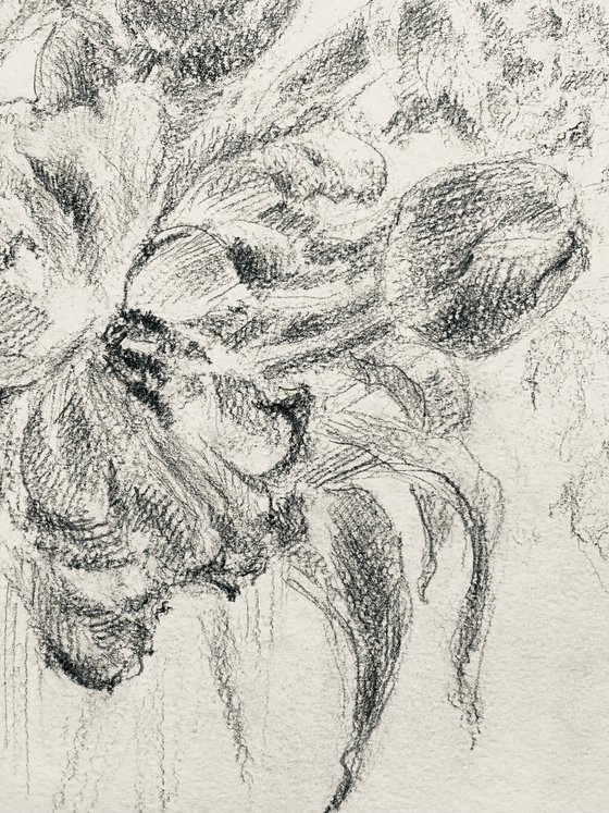 French tulips #2 . Original pencil drawing. 2020