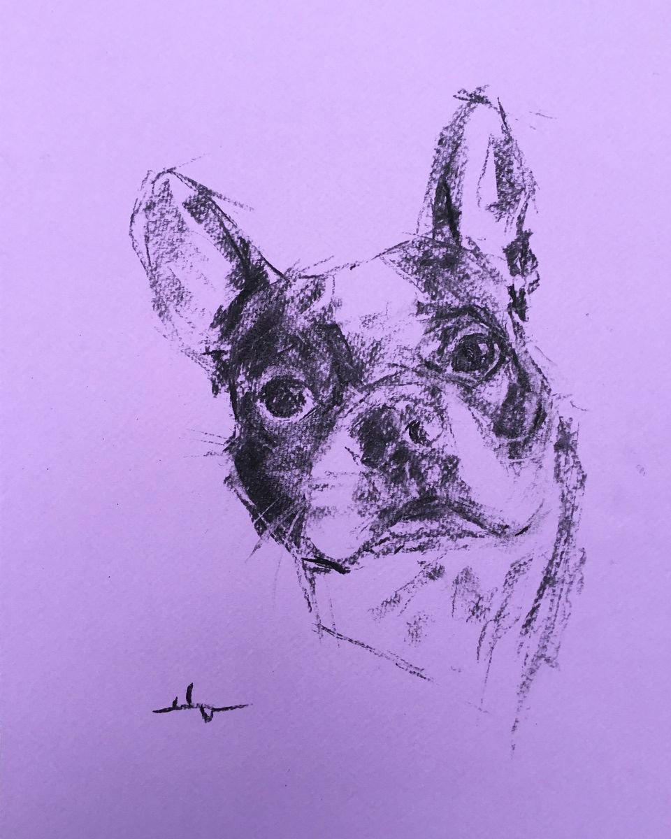 Expressive Animal Charcoal Drawing By Dominique Deve, 9 X 13, Buddy, Original Artwork