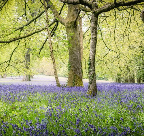 Bluebells by Paul Nash