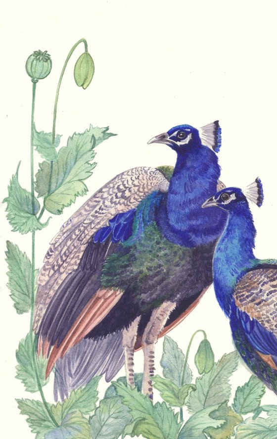 Two Peacocks