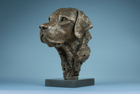Labrador Portrait 3 BR