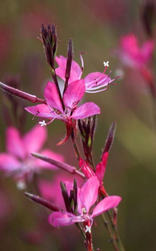 Light in flowers by Sonja  Čvorović