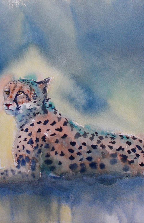 cheetah 3 by Giorgio Gosti