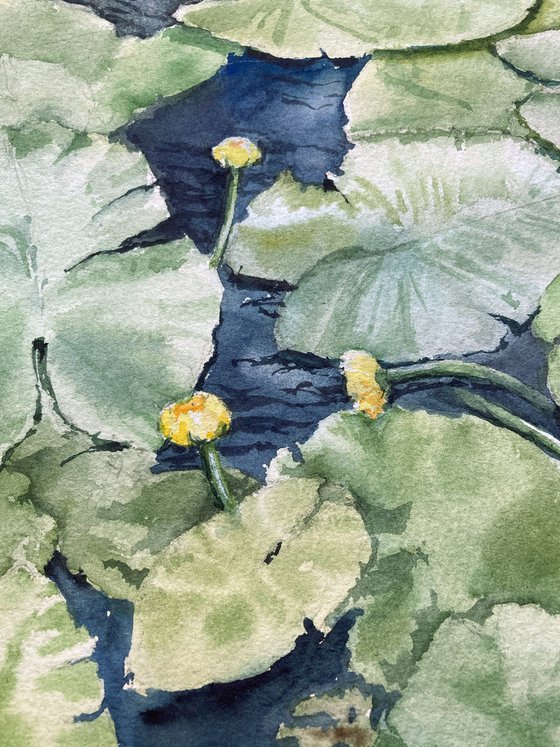 Yellow water lilies