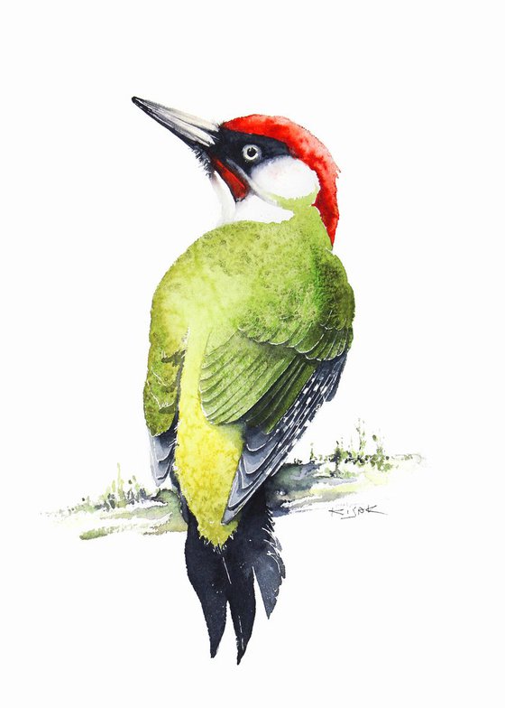 Green woodpecker, 21x30cm, birds, wildlife and animals watercolours