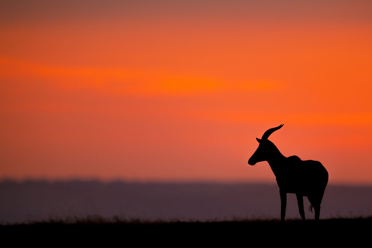 Photorealistic Animal Photograph By Nick Dale, 33 X 26", Orange Is The New Black, Original Artwork