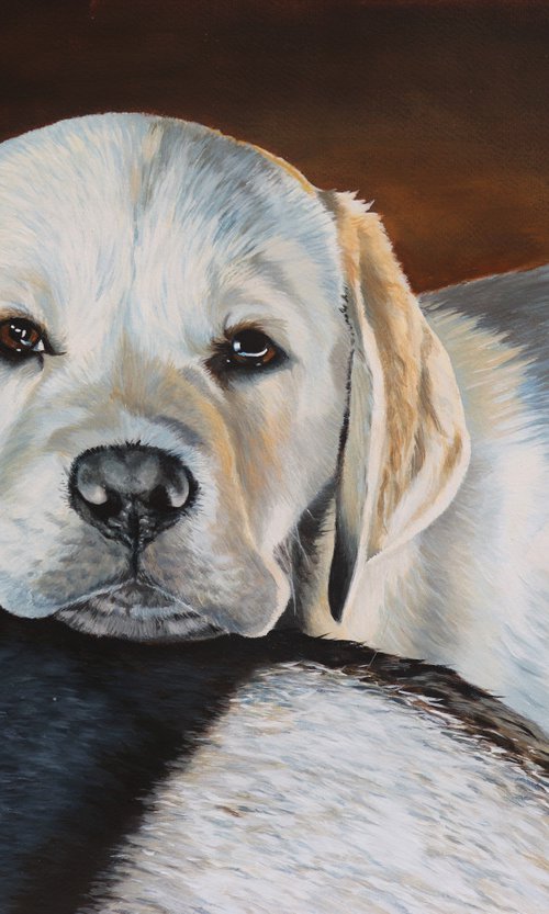 Yellow Labrador by Julian Wheat