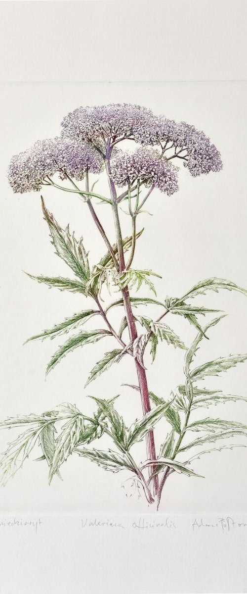 Valerian (Valeriana officinalis) by Adam Półtorak