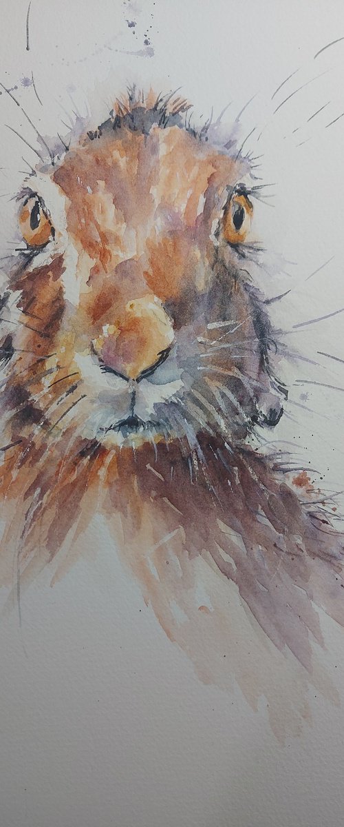 Hare in Watercolour by Sue  Green