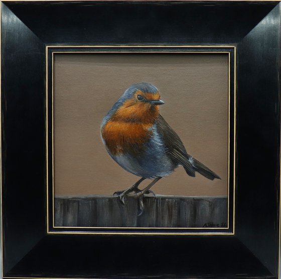 Robin Red Breast, Bird Artwork, Animal Art Framed