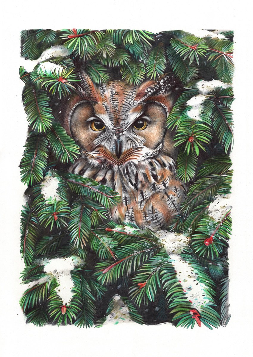 Photorealistic Animal Drawing By Daria Maier, 14 X 20, Owl In Spruce Branches, Original Artwork