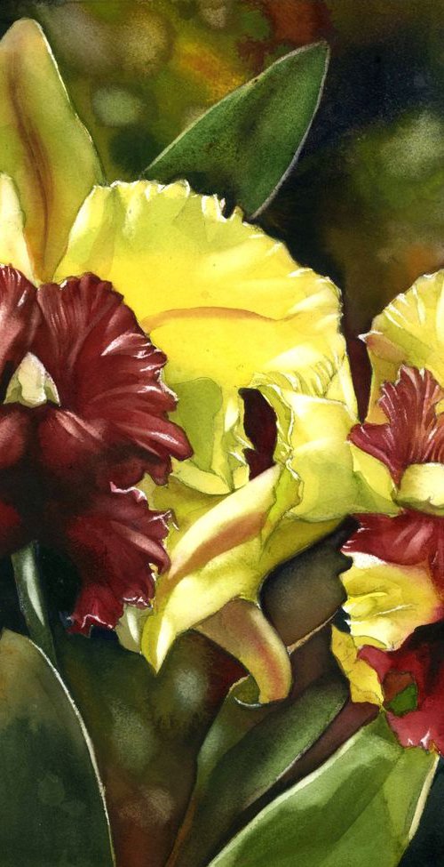 Double cattleya orchid by Alfred  Ng