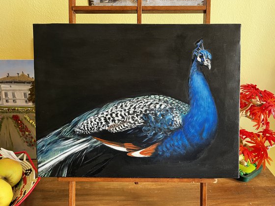 Midnight Azure: The Majestic Peacock