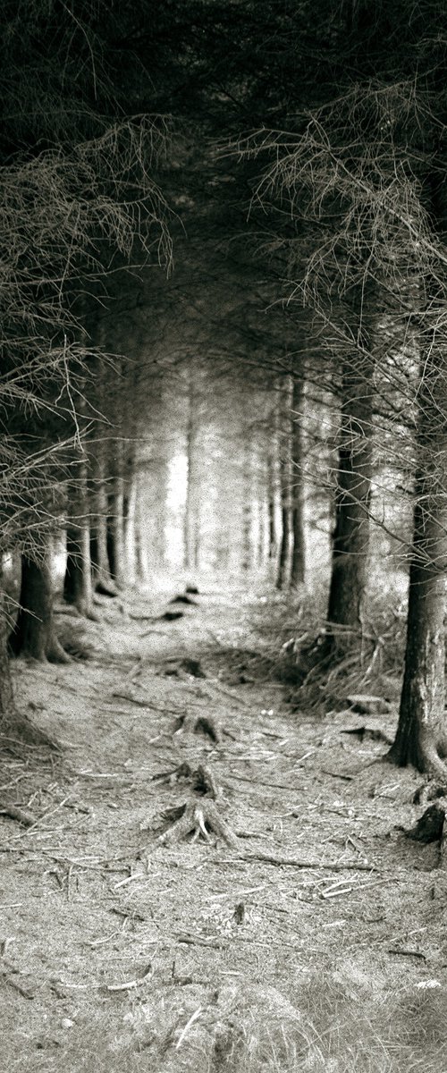 Dublin Mountains by Frankie Malone