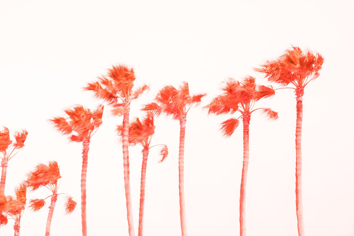 PINK PALMS 2. by Andrew Lever