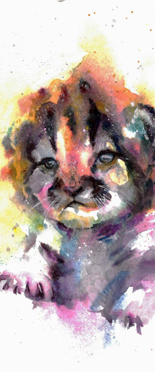 Wild kitten by Andja Zivadinovic