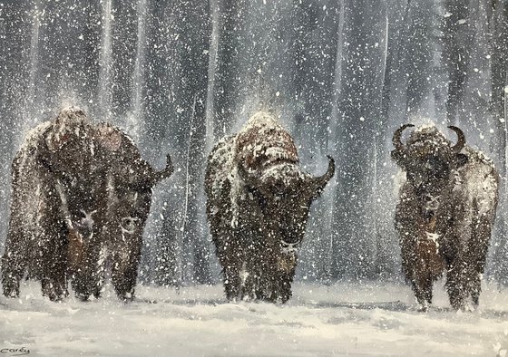 Buffaloes, Winter in Yellowstone
