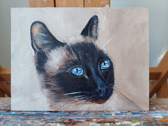 Siamese cat