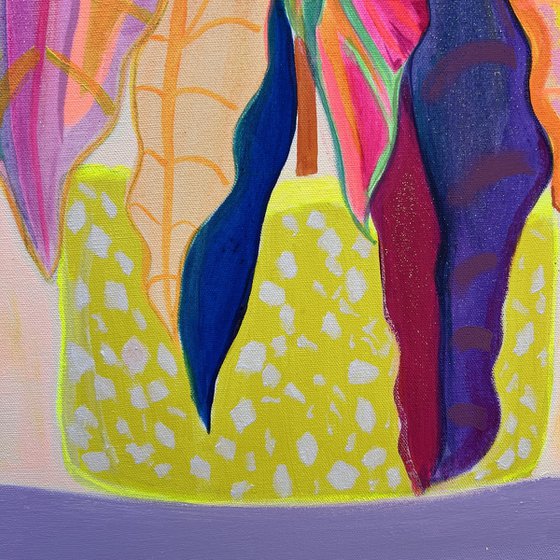 'Alocasia Revelation’