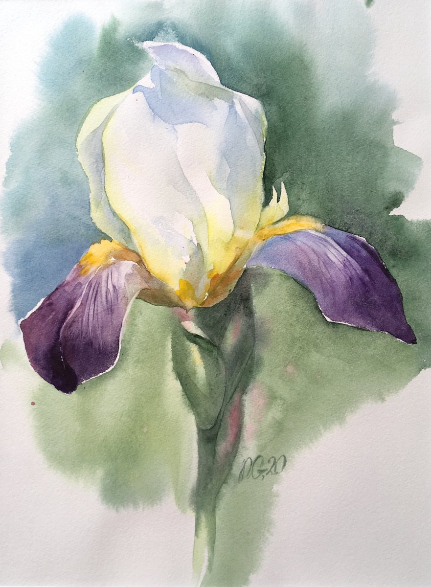 White iris by Natalia Galnbek