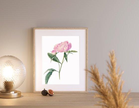 Pink Peony