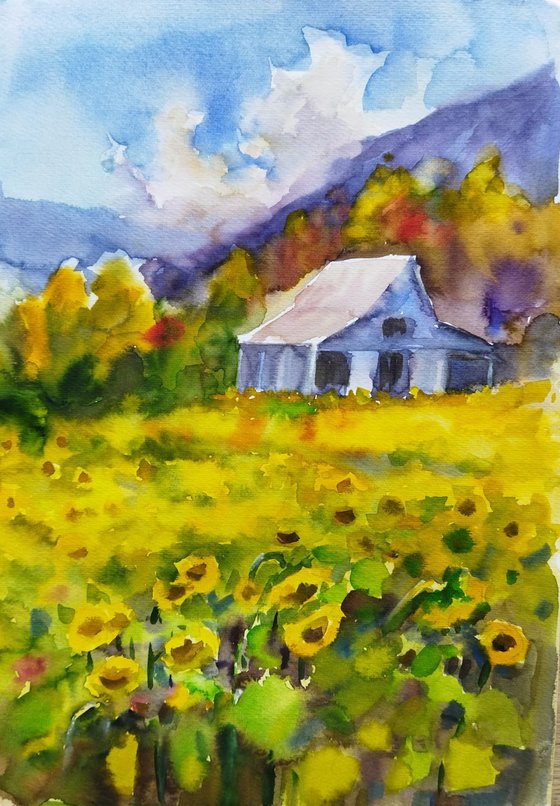 Sunflowers field