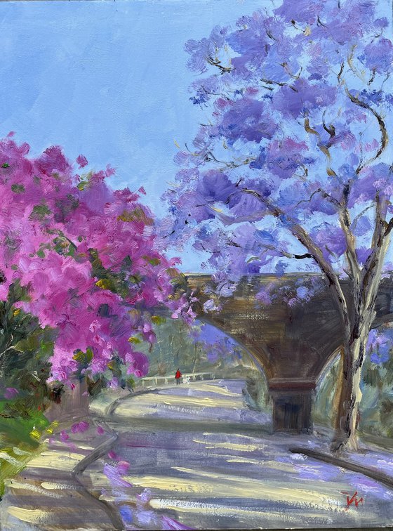 Bougainvillea and Jacaranda