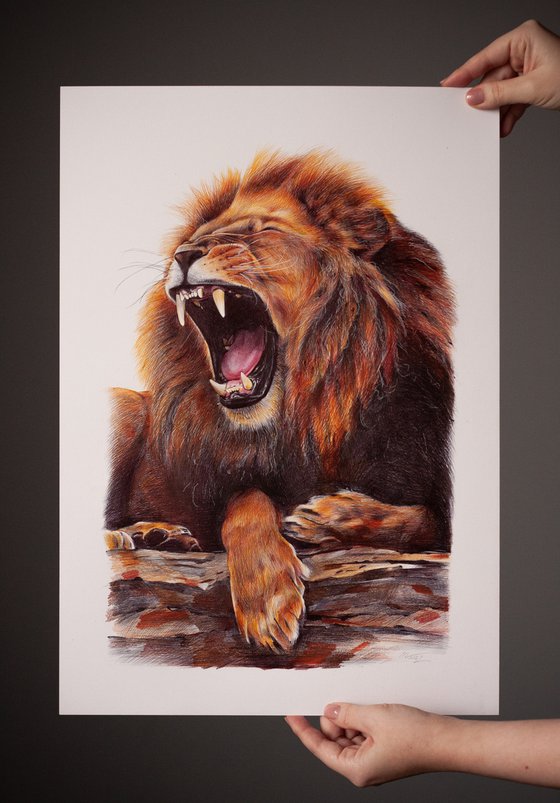 Lion - Animal Portrait