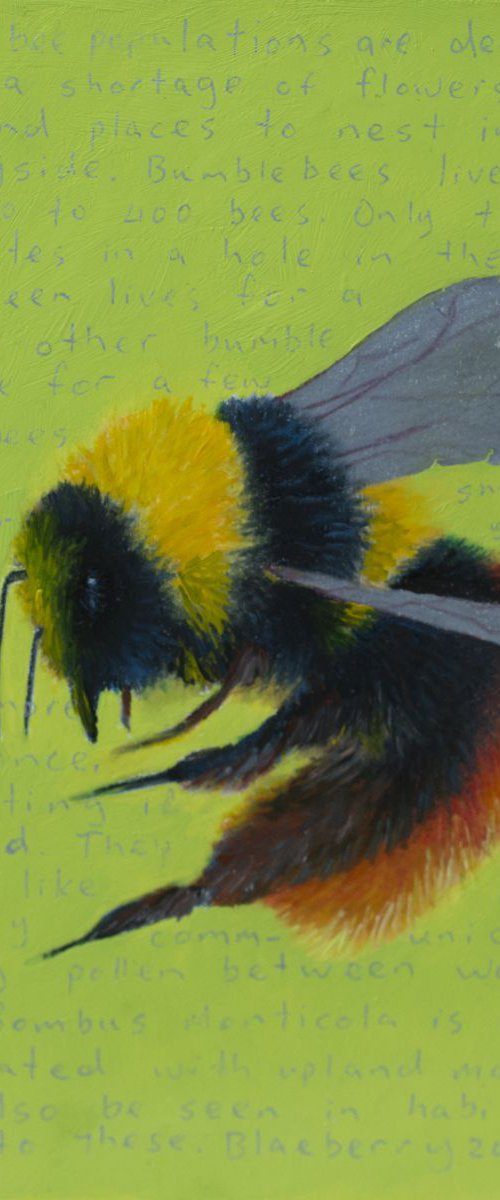 Blaeberry Bumblebee - Bombus Monticola by Damien Venditti