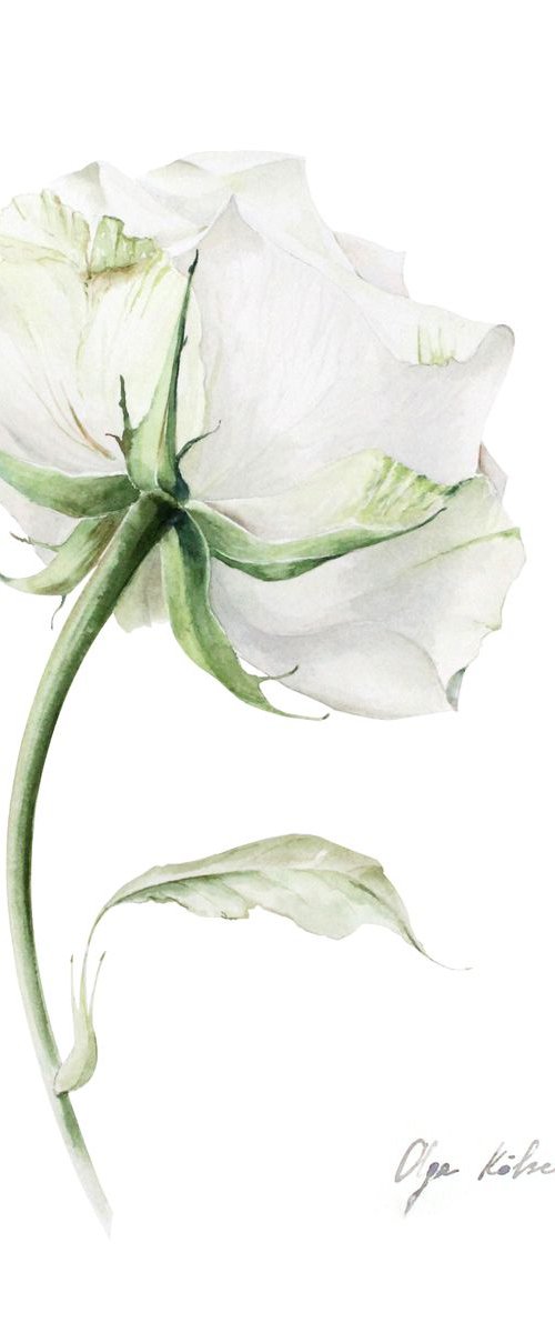 White and Green Rose by Olga Koelsch