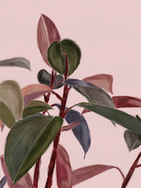 Rubber Plant Pink and Green