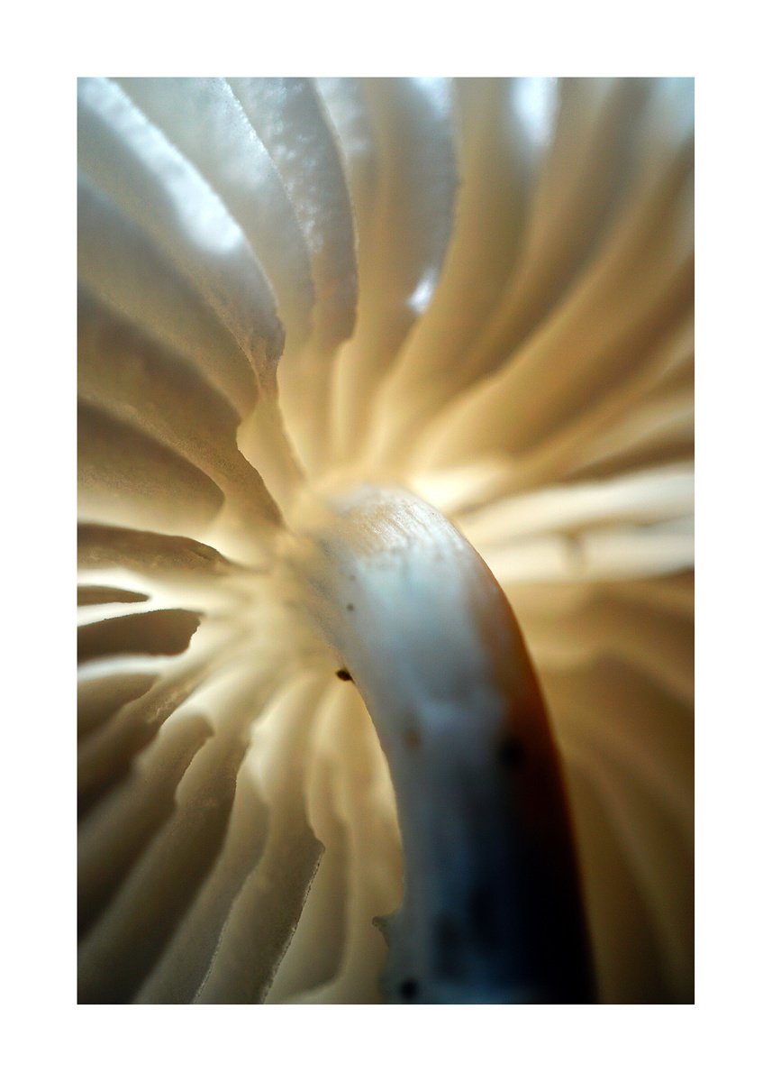 Abstract Mushroom Fantasy 10 (LIMITED EDITION OF 15) by Richard Vloemans