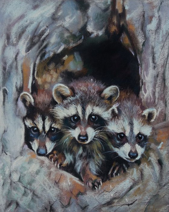 Family of raccoons